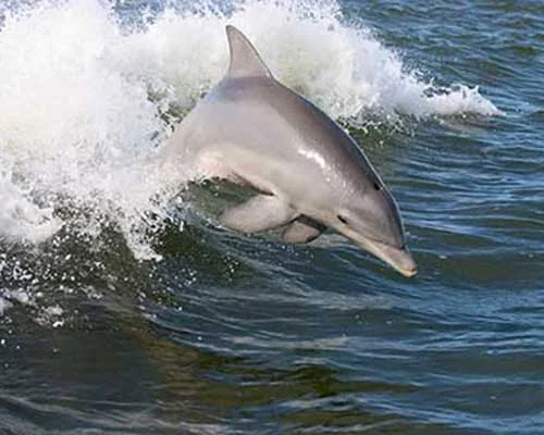 A dolphin leaping beside the boat
