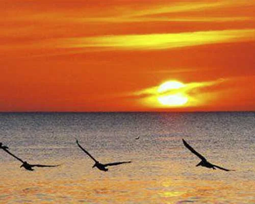 Sunset over the Gulf with birds in flight